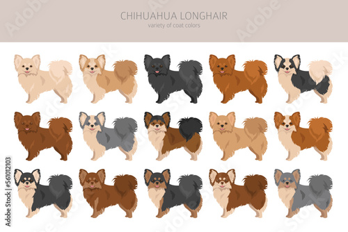 Chihuahua long haired clipart. All coat colors set.  Different position. All dog breeds characteristics infographic