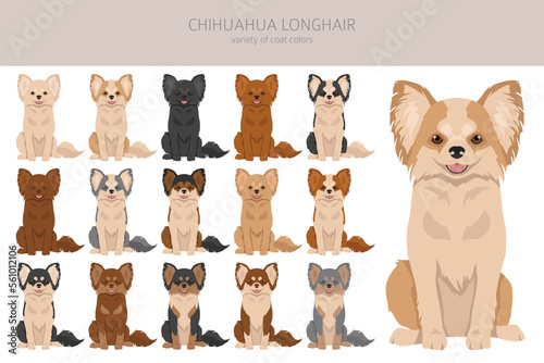 Chihuahua long haired clipart. All coat colors set.  Different position. All dog breeds characteristics infographic