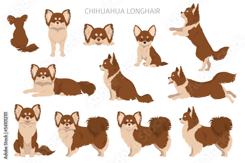 Chihuahua long haired clipart. All coat colors set.  Different position. All dog breeds characteristics infographic