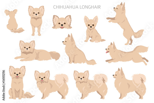 Chihuahua long haired clipart. All coat colors set.  Different position. All dog breeds characteristics infographic