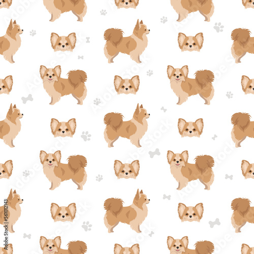 Chihuahua long haired seamless pattern
