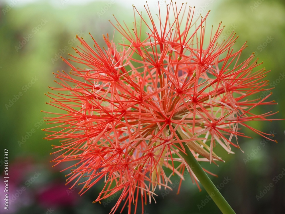 赤い花　ハエマンサス　ムルチフローラ