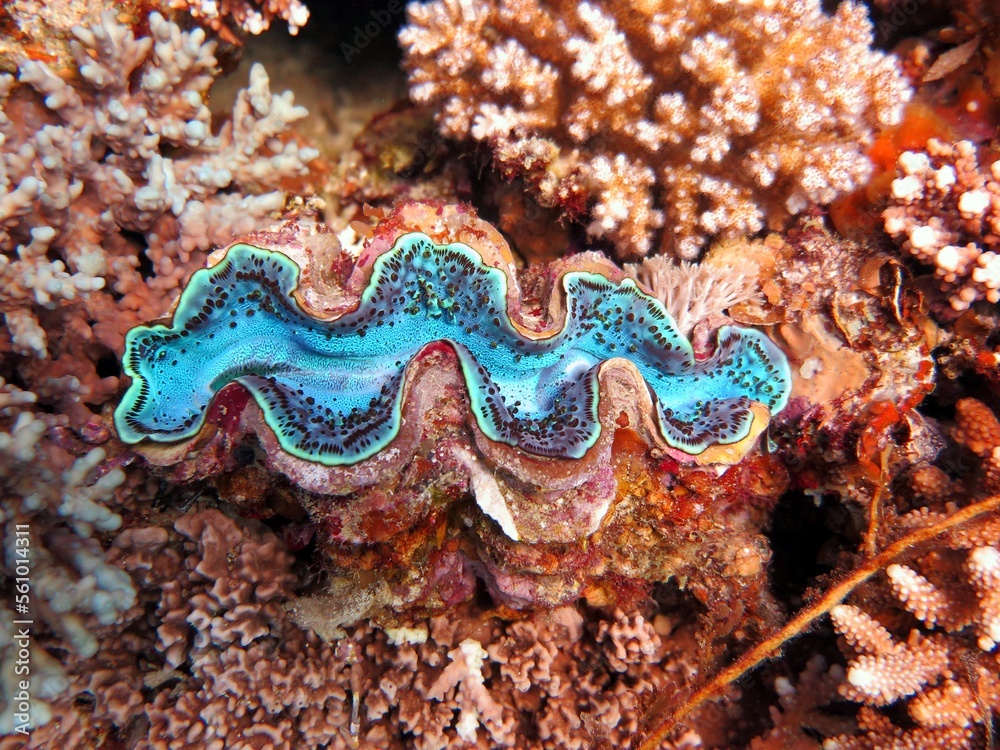 Red sea colorful giant clam shells Red sea colorful giant clam shells