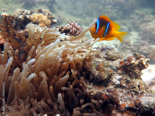 Red Sea colorful Clown fish