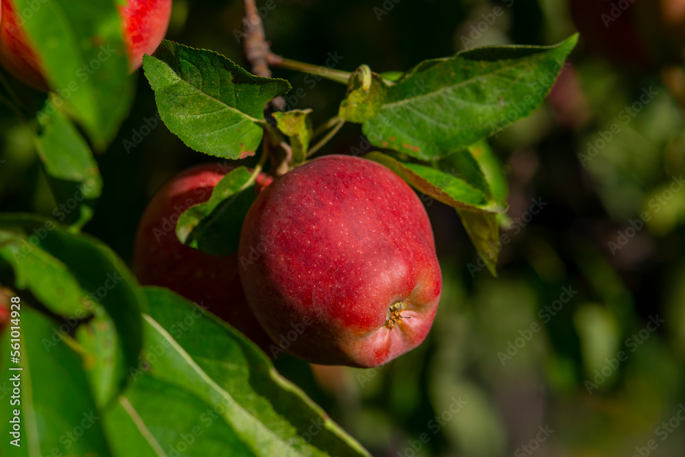 Ripe red apples on green tree .