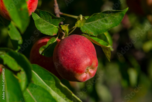 Ripe red apples on green tree .