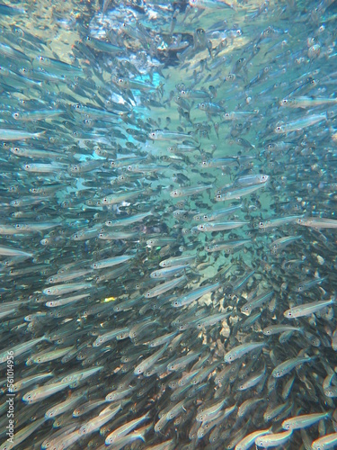 Sardine group of fish at shallow water dive