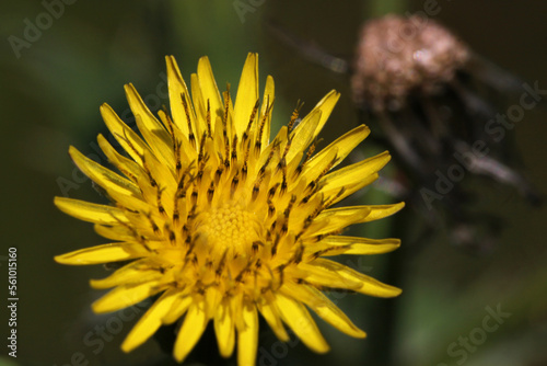 Obraz na plátně Prickly sow-thistle ( Sonchus asper ) blossom close-up with yellow disk and ray