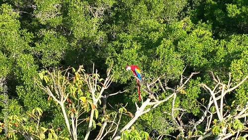 Wallpaper Mural Scarlet Macaws - Red Lapas - Guacamayas in Costa Rica Torontodigital.ca