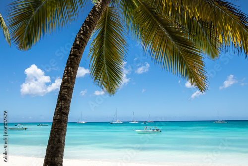 Tropical paradise  sand beach in caribbean Saona Island  Punta Cana  Dominican