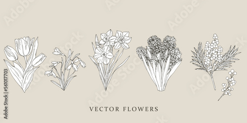Tulips, snowdrops, daffodils, hyacinthus, acacia 