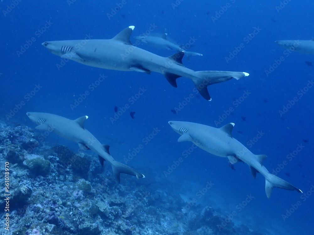 Obraz premium shark in the sea