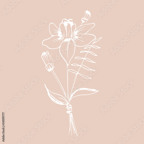 Floral bouquet. Hand drawn wedding branch herb  minimalist flowers with elegant leaves for invitation. Botanical rustic trendy greenery vector