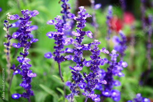 Fototapeta Naklejka Na Ścianę i Meble -  blooming Mealy Sage flowers,close-up of beautiful purple with blue flowers blooming in the garden at a sunny day 
