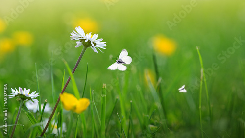 Butterfly flies over wild marguerite flowers in grass in rays of sunlight.