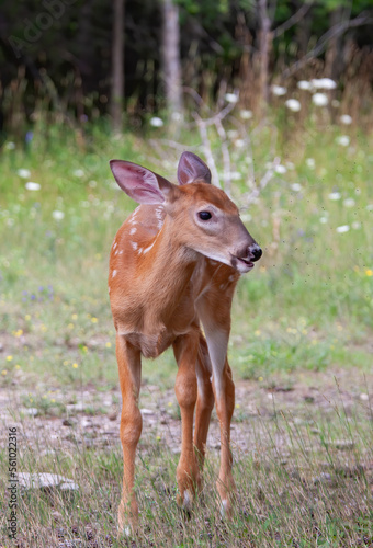 White-tailed deer fawn walking through the meadow surrounded by black flies in Canada