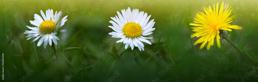 Beautiful white marguerite flowers on a green field. Beautiful white marguerite flowers on a green field.