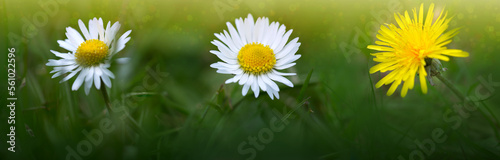 Beautiful white marguerite flowers on a green field.