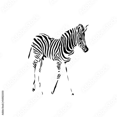 sketch of a zebra drawing with a transparent background