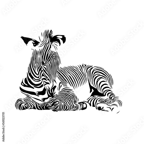 sketch of a zebra drawing with a transparent background