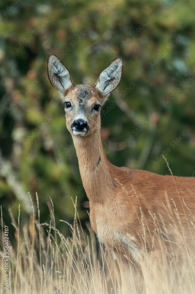 Young female roe deer or doe
(Capreolus capreolus) looking with huge curious eyes while standing in alpine grassland in soft twilight light against forest background, Italian Alps - fawn in wild.