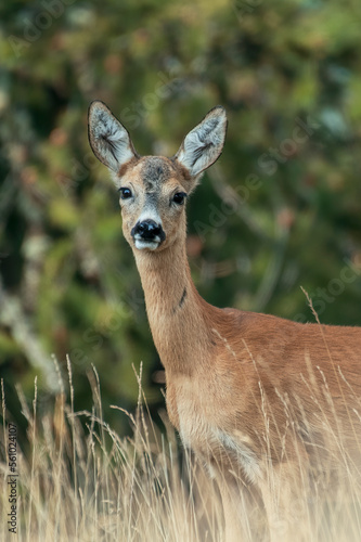 Obraz na płótnie Young female roe deer or doe
(Capreolus capreolus) looking with huge curious eyes while standing in alpine grassland in soft twilight light against forest background, Italian Alps - fawn in wild. w salonie