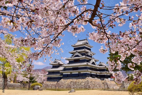 満開の桜につつまれる国宝 松本城