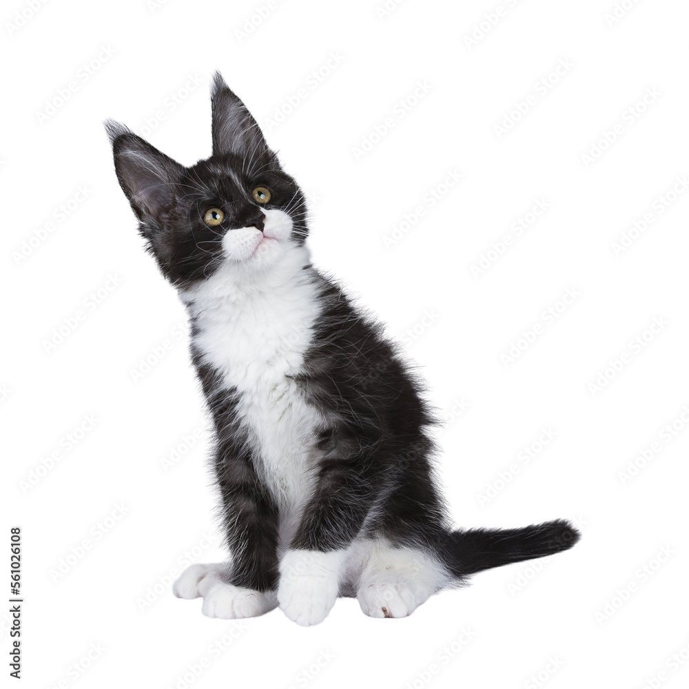 Expressive black smoke with white Maine Coon cat kitten, sitting up side ways. Looking curious up and away from camera. isolated cutout on a transparent background .