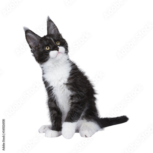Expressive black smoke with white Maine Coon cat kitten, sitting up side ways. Looking curious up and away from camera. isolated cutout on a transparent background . © Nynke