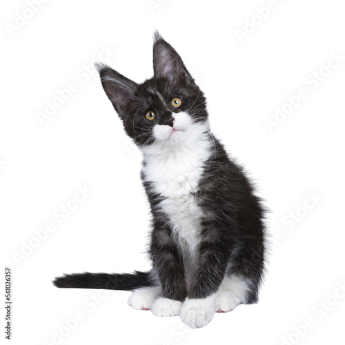 Expressive black smoke with white Maine Coon cat kitten, sitting up facing front. Looking curious towards camera. isolated cutout on a transparent background .
