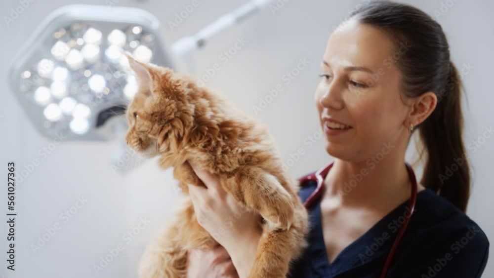 Portrait of a Beautiful Veterinarian Holding and Petting a Furry Red Maine Coon in a Modern Veterinary Clinic. Young Female Finds the Cat Adorable, Playing With the Animal Portrait of a Beautiful Veterinarian Holding and Petting a Furry Red Maine Coon in a Modern Veterinary Clinic. Young Female Finds the Cat Adorable, Playing With the Animal