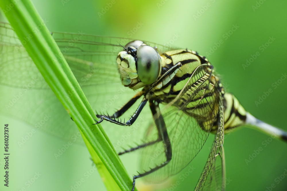 the beauty of dragonfly colors and textures the beauty of dragonfly colors and textures