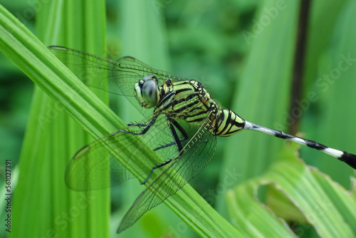 the beauty of dragonfly colors and textures