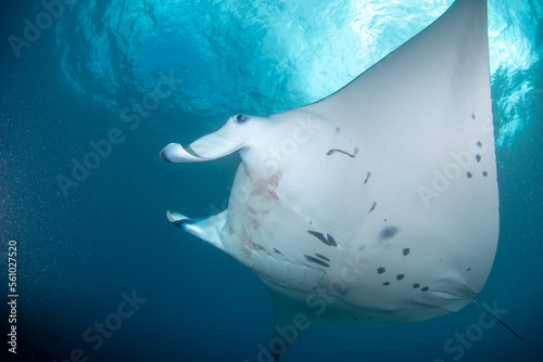 Manta ray in the sea © Illia