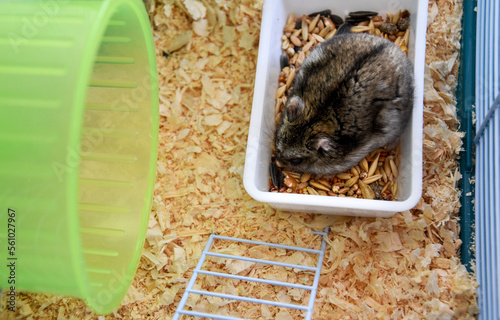 Domestic Djungarian hamster sits in a cage and eats food. Lots of space for text. Campbell's dwarf hamster Phodopus campbelli. In a cup of grain, seeds and next to a house for a hamster