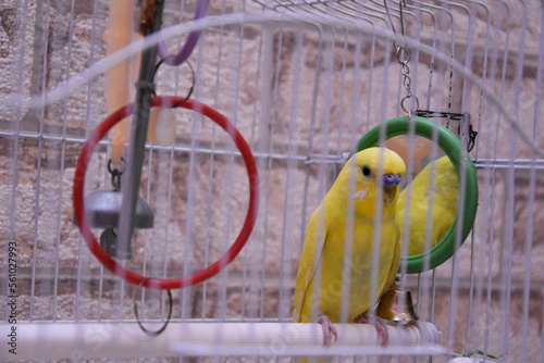 The wavy yellow parrot has a bright color. He sits on a perch in a cage, plenty of space for text. A beautiful young parrot sits next to a mirror.