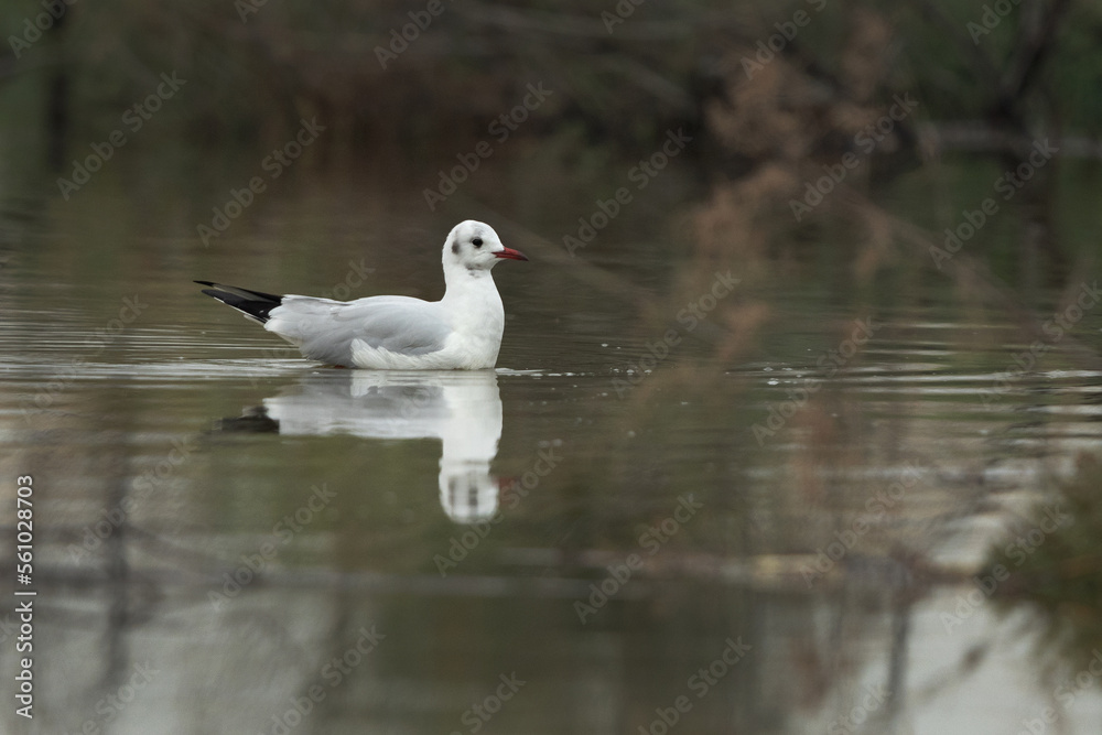 Black-headed gull swimming at Asker marsh, Bahrain Black-headed gull swimming at Asker marsh, Bahrain