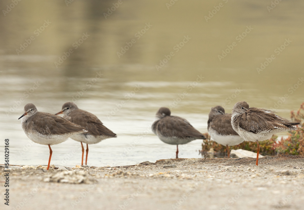 Obraz premium Redshanks at Asker Marsh, Bahrain