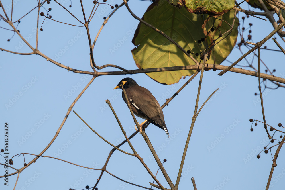 Obraz premium Common Myna bird