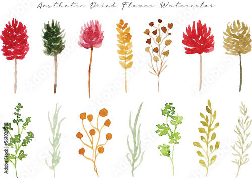 aesthetic colorful dried flower and leaf watercolor