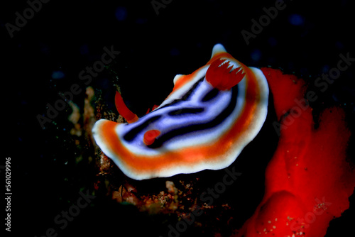 nudibransh with black back