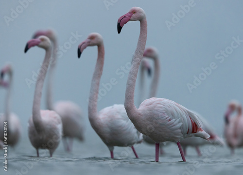 Closeup of Greater Flamingos in cloudy weather in the morning at Asker coast of Bahrain