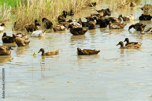 A flock of brown ducks are happily swimming in the swamp in the paddy fields.  Duck and rural nature.