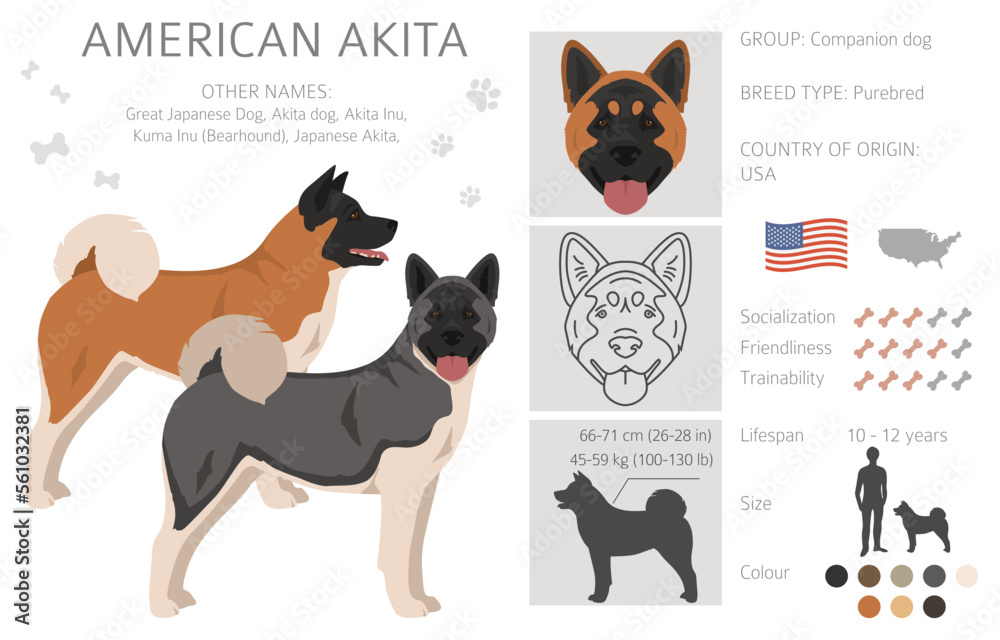 American Akita dog clipart. All coat colors set. Different position