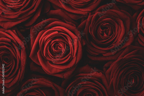 Bunch of red roses, close up, love, romance