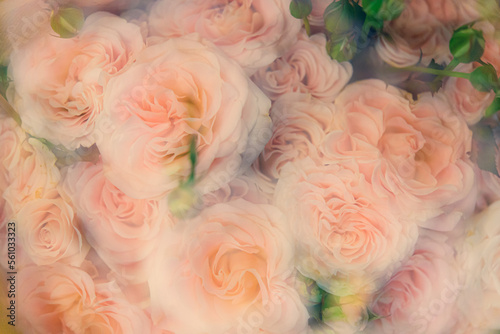 roses bouquet, close up of soft and dreamy looking flowers