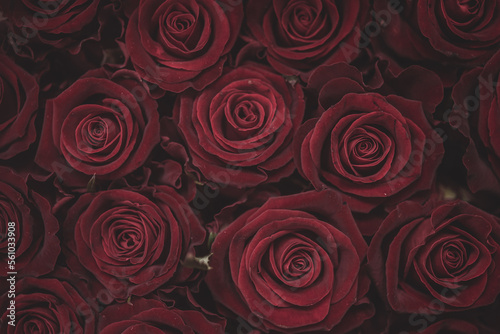 Bunch of red roses, close up, love, romance