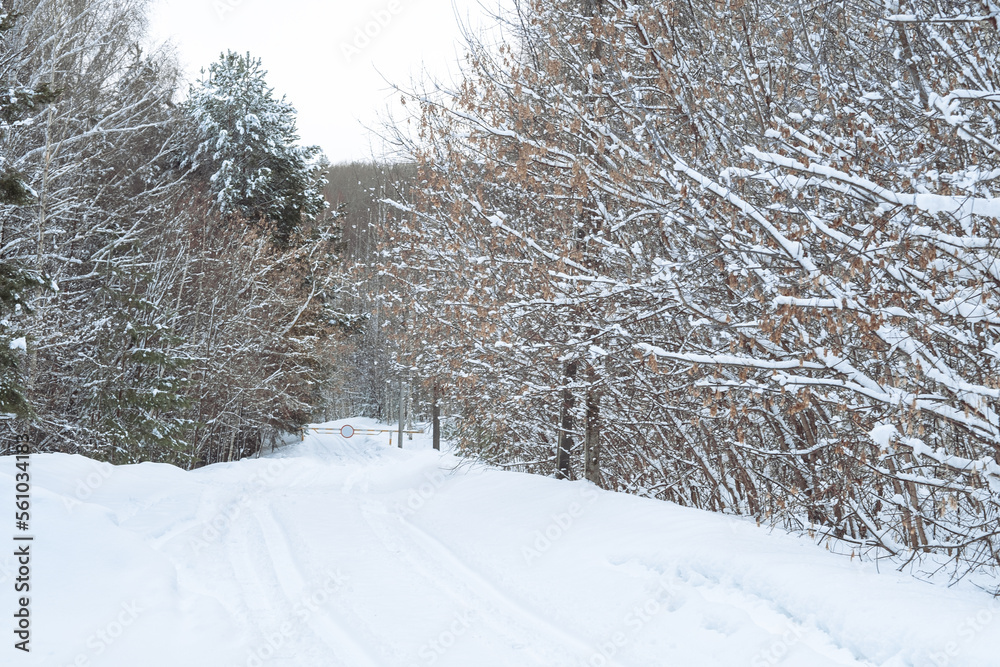 custom made wallpaper toronto digitalpath covered with snow in the winter forest