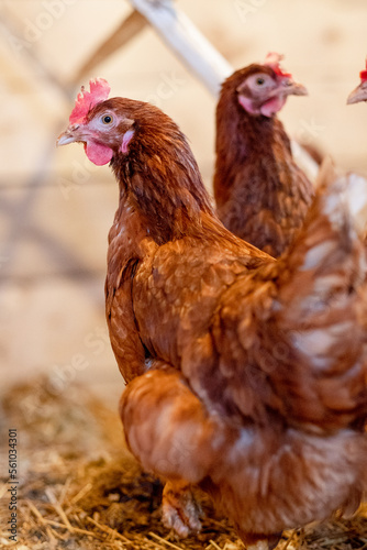 red hen in chicken coop close-up. Poultry for farming in the village