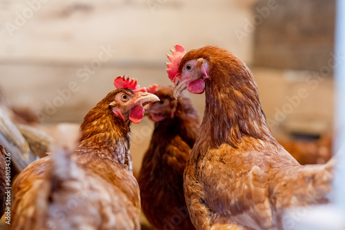 two red hens in the chicken coop look at each other close-up. Poultry for farming in the village